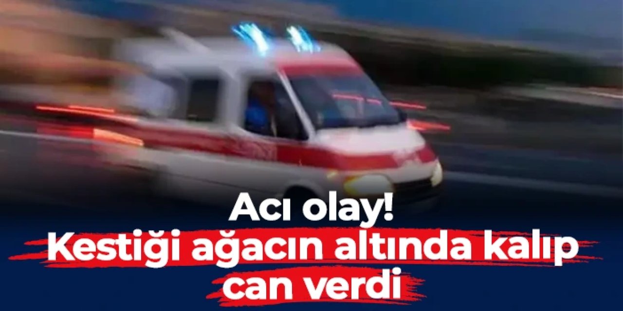 Samsun'da acı olay! Kestiği ağacın altında kalan genç can verdi