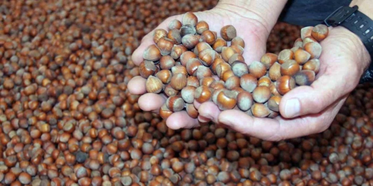 Trabzon'da fındık fiyatlarında son durum: 22 Aralık 2025 Pazartesi
