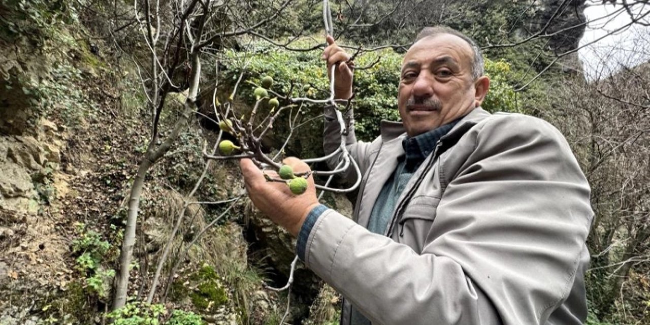 Karabük'te Aralık ayında incir sürprizi