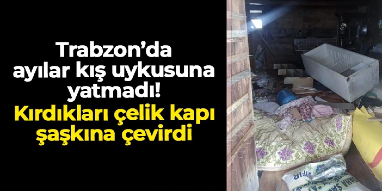Trabzon'da ayılar kış uykusuna yatmadı! Parçaladıkları çelik kapı şaşkına çevirdi