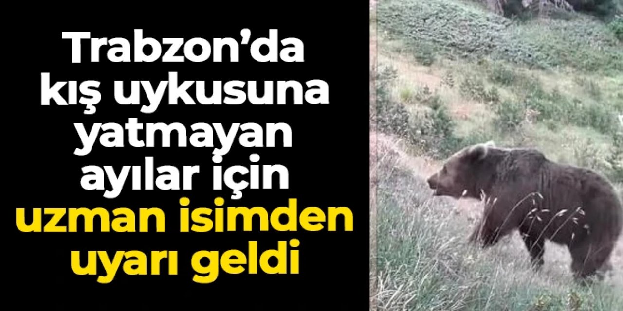 Trabzon'da kış uykusuna yatmayan ayılar için uzman isimden uyarı