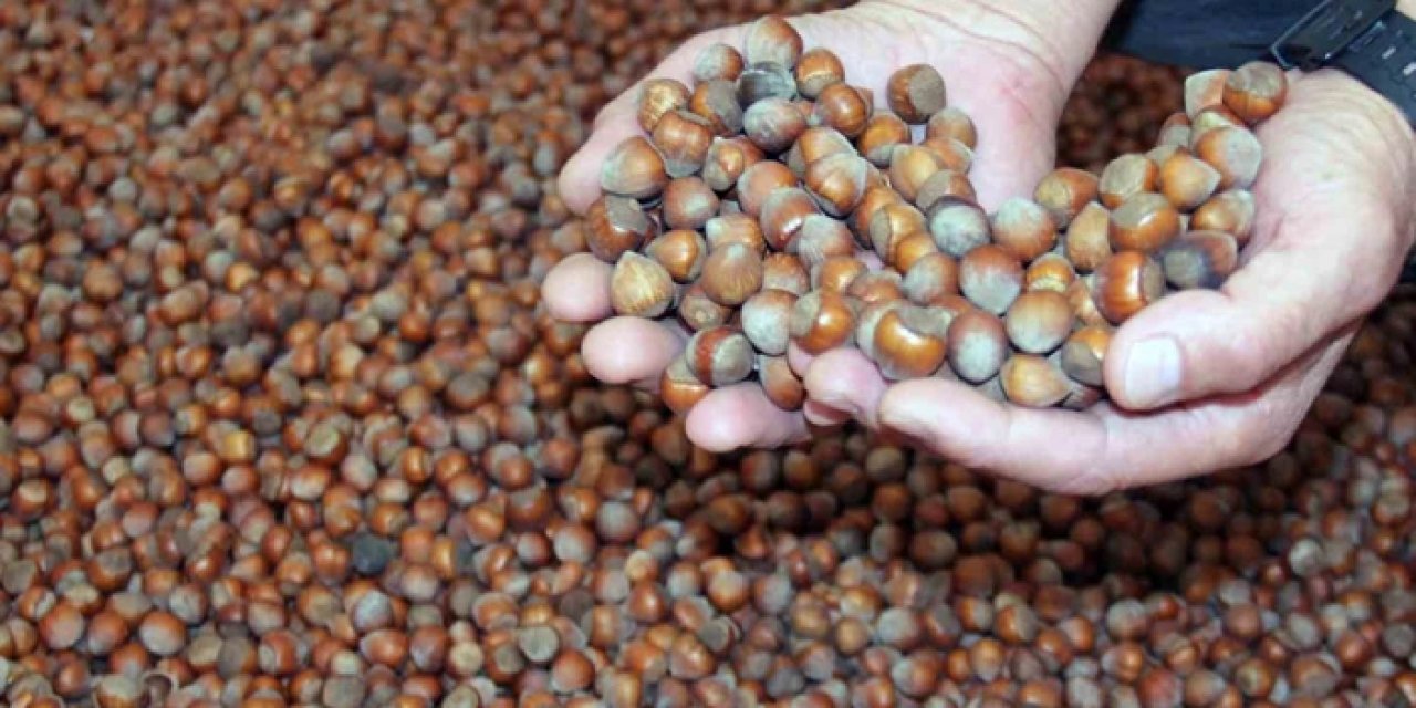 Fındık 2026'yı kaç lira ile açtı? İşte serbest piyasada son durum