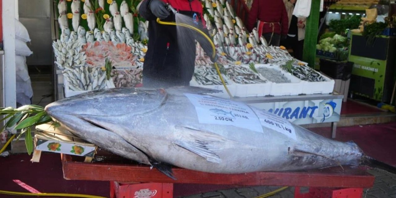 Samsun'da balık tezgahında gören etrafına toplanıyor: 2,5 metre,  353 kilo ağırlığında...