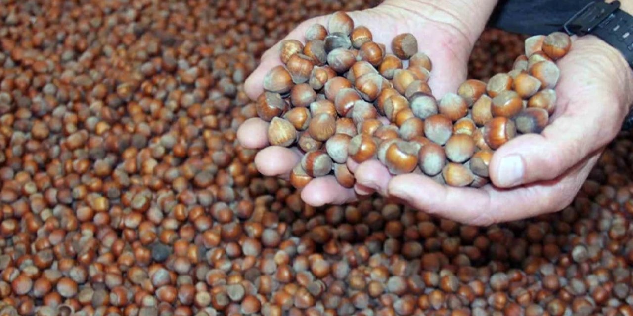 Fındık ihracatında sert düşüş: KFMİB’den 2026 için politika çağrısı