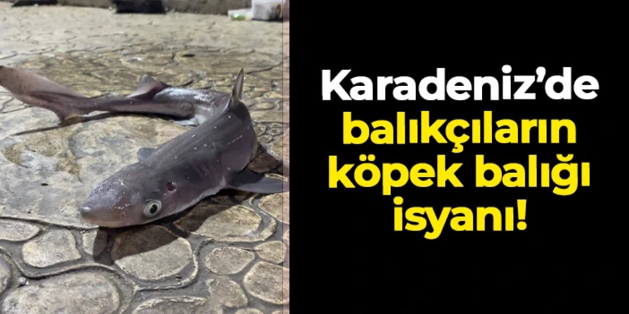 Karadeniz'de balıkçıların köpek balığı isyanı! "Sürekli takım yapmak zorunda kalıyoruz"