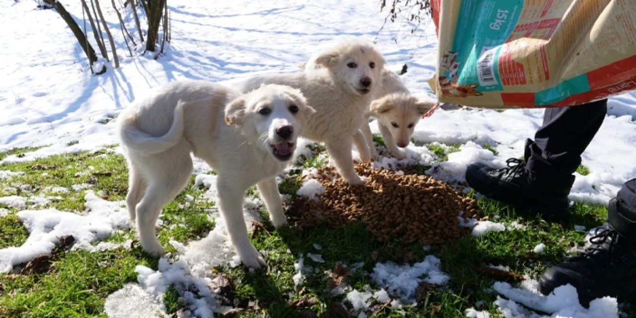 Ortahisar Belediyesi'nden kırsalda sokak hayvanları için mesai