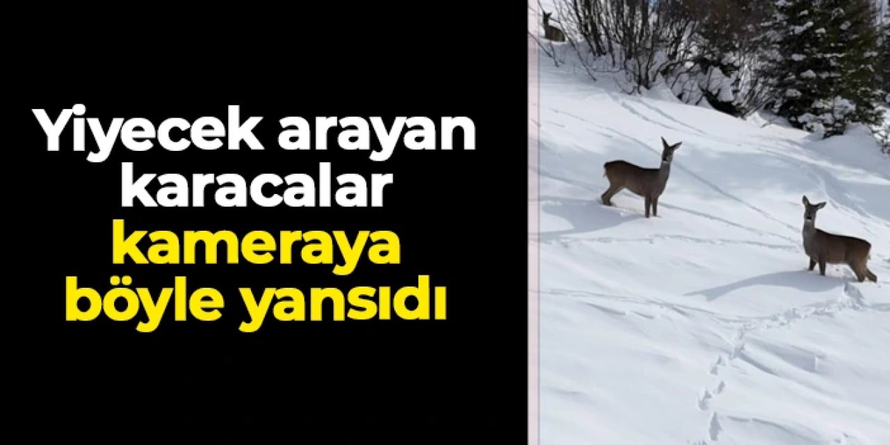 Giresun’un Kulakkaya Yaylası’nda yiyecek arayan karacalar kamerada
