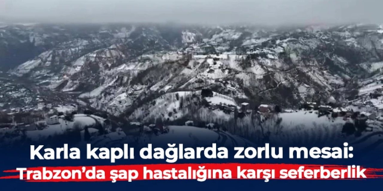 Karla kaplı dağlarda zorlu mesai: Trabzon’da şap hastalığına karşı seferberlik