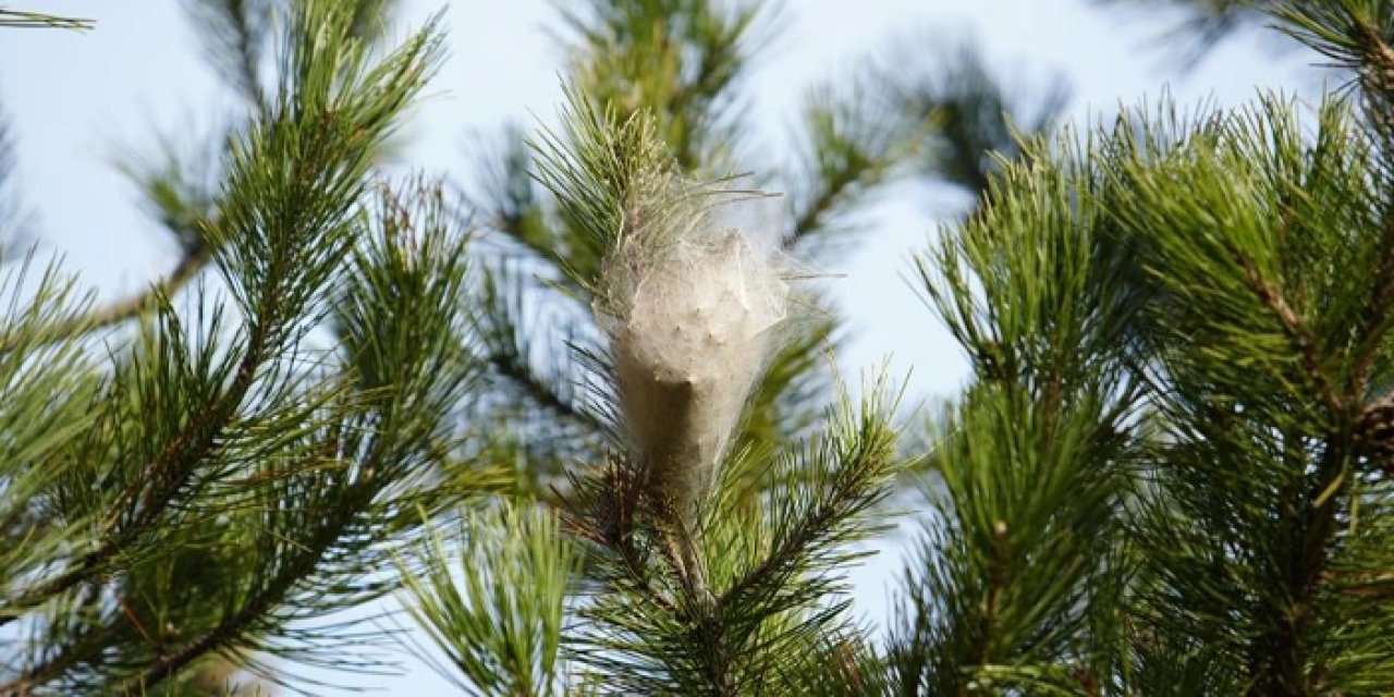 Samsun'da çam kese tırtılı alarmı! Hem ekosistemi hem de insan sağlığını tehdit ediyor