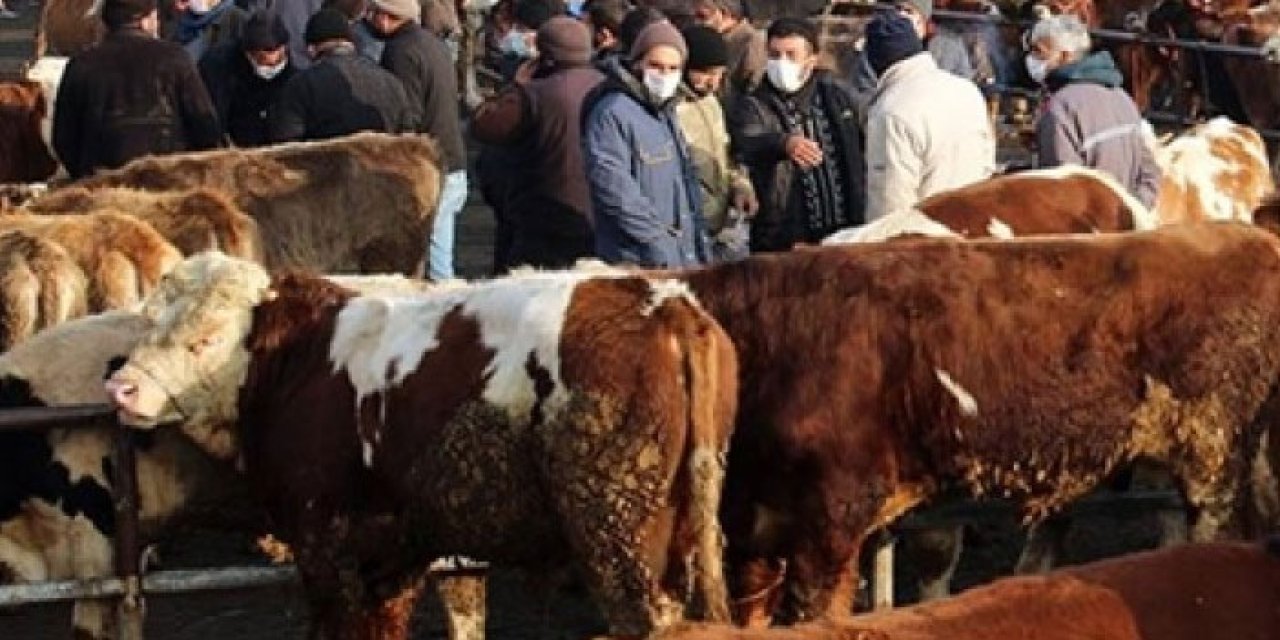 Trabzon’da şap hastalığı alarmı! Hayvan pazarları kapatıldı