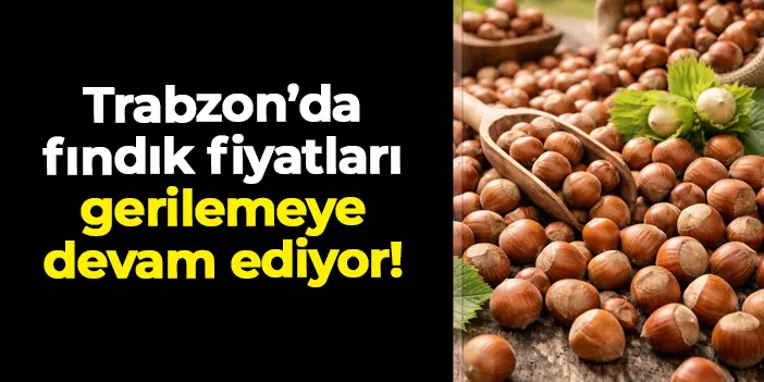 Trabzon'da fındık fiyatları sallantıda! Bir sert düşüş daha