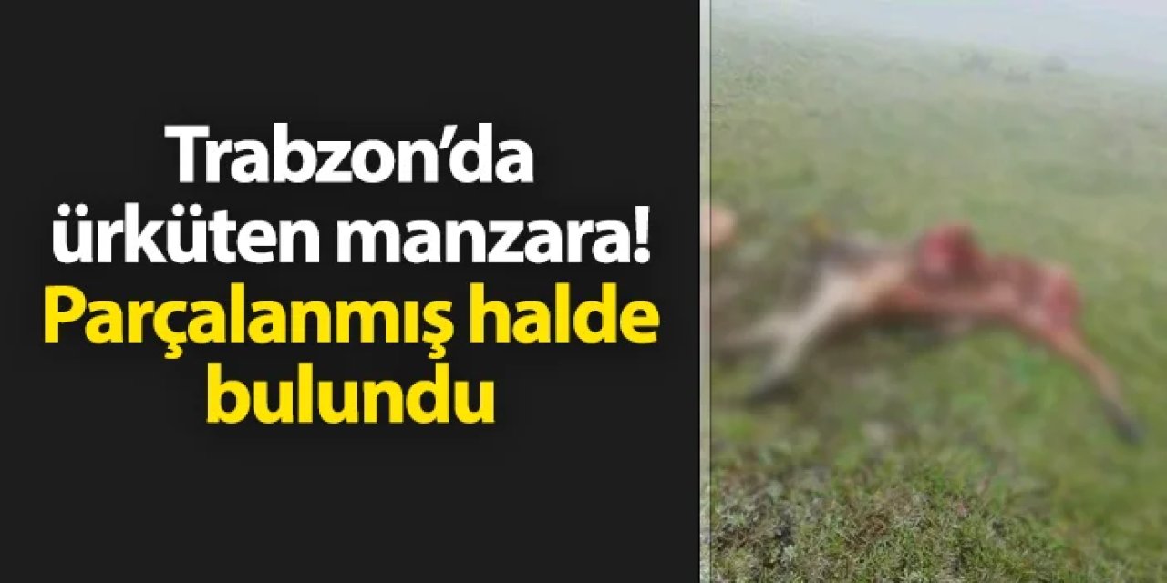 Trabzon'da ürküten manzara! Parçalanmış halde bulundu