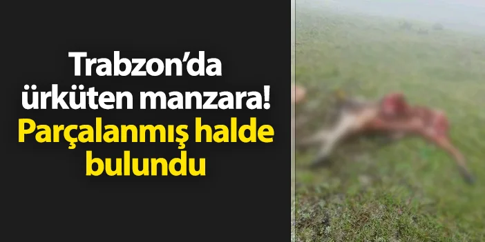 Trabzon'da ürküten manzara! Parçalanmış halde bulundu