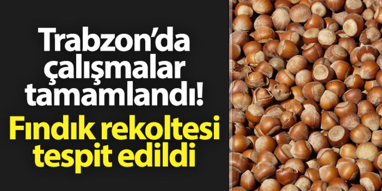 Trabzon'da çalışmalar tamamlandı! Fındık rekoltesi tespit edildi