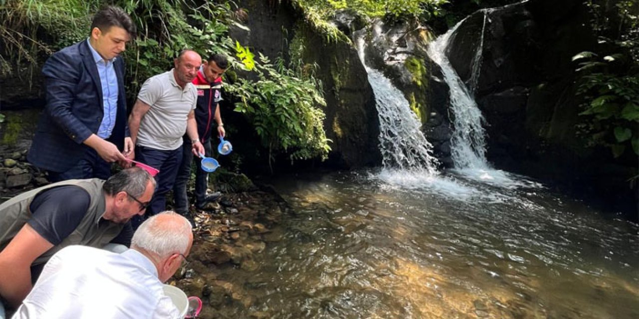 Trabzon Dernekpazarı'nda 10 bin yavru alabalık derelere bırakıldı