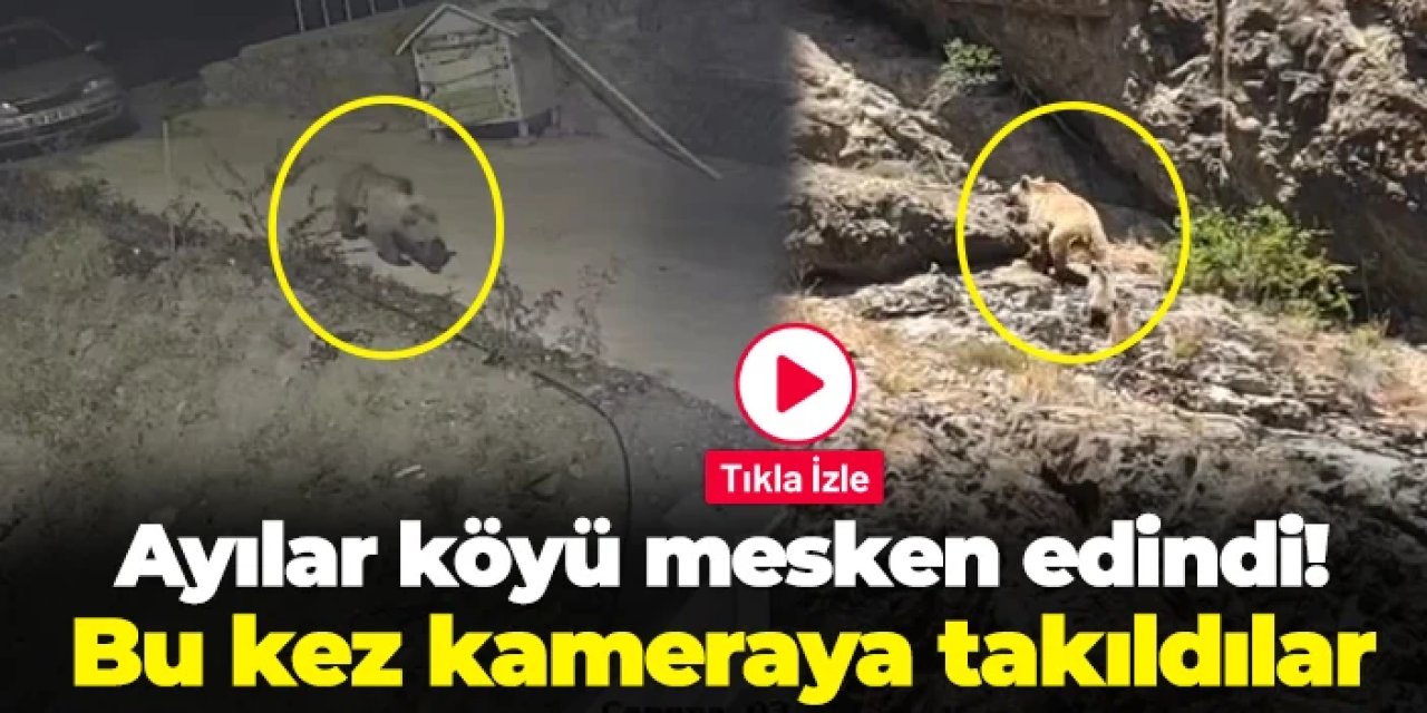 Gümüşhane'de ayılar köyü mesken edindi! Bu kez kameraya takıldılar