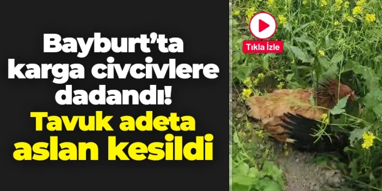 Bayburt'ta karga civcivlere dadandı! Tavuk adeta aslan kesildi