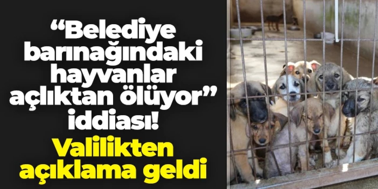 Gümüşhane'de "barınaktaki hayvanlar açlıktan ölüyor" iddiası! Valilikten açıklama geldi