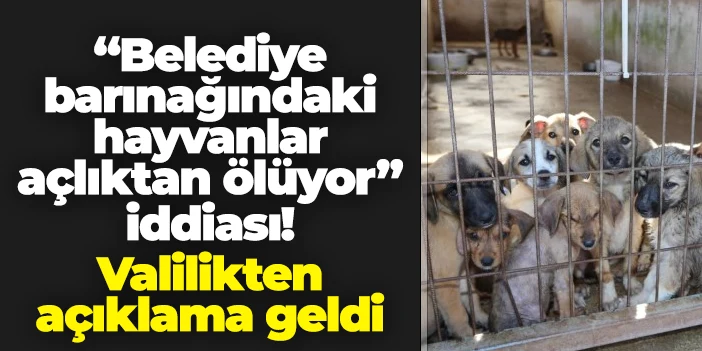 Gümüşhane'de "barınaktaki hayvanlar açlıktan ölüyor" iddiası! Valilikten açıklama geldi