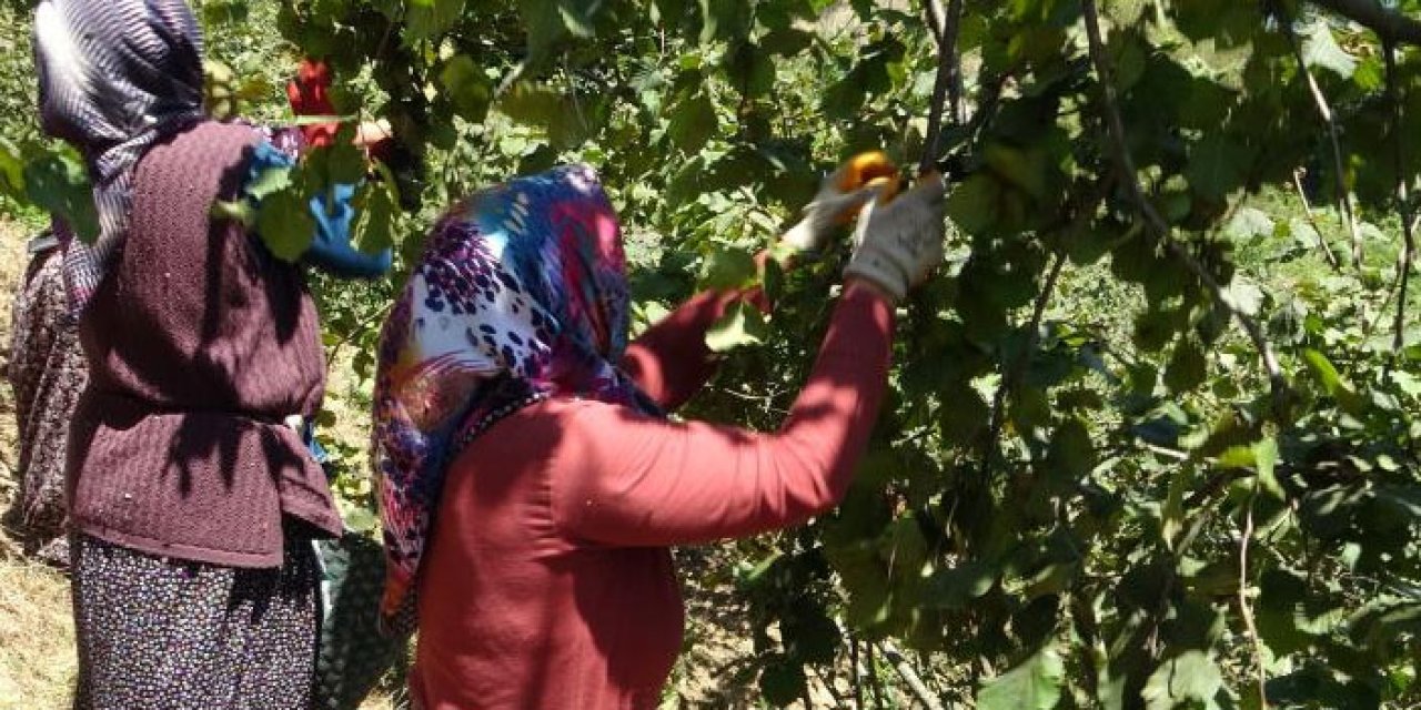 TMO 2025 fındık fiyatlarını açıkladı! Gözler serbest piyasada