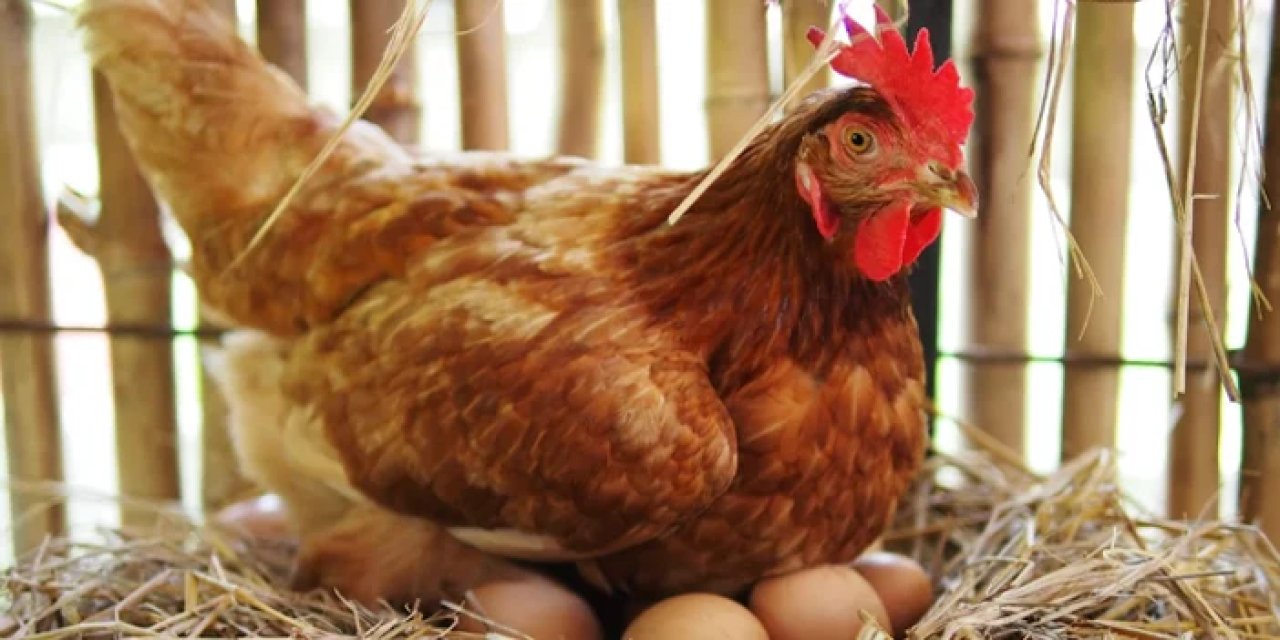 Giresun'da hastanede tavuk operasyonu! Ameliyatla kurtarıldı