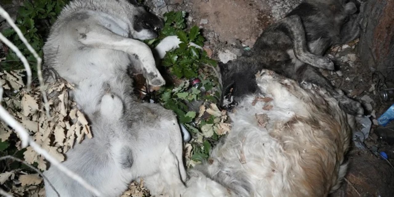 Gümüşhane'de köpek ölümleri için yeni gelişme!