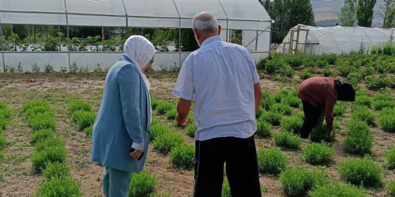 ‘Bayburt Tarhunu’ coğrafi işaret tescilinin ardından ilk kez denetlendi
