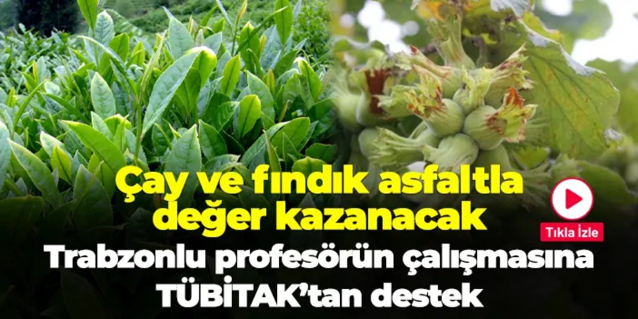 Çay ve fındık asfaltla değer kazanacak! Prof. Dr. Erol İskender'in projesine TÜBİTAK desteği