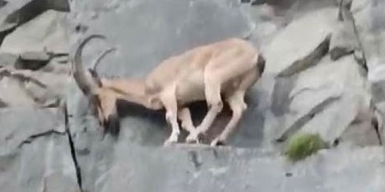 Giresun'da sürücülere yaban keçisi sürprizi