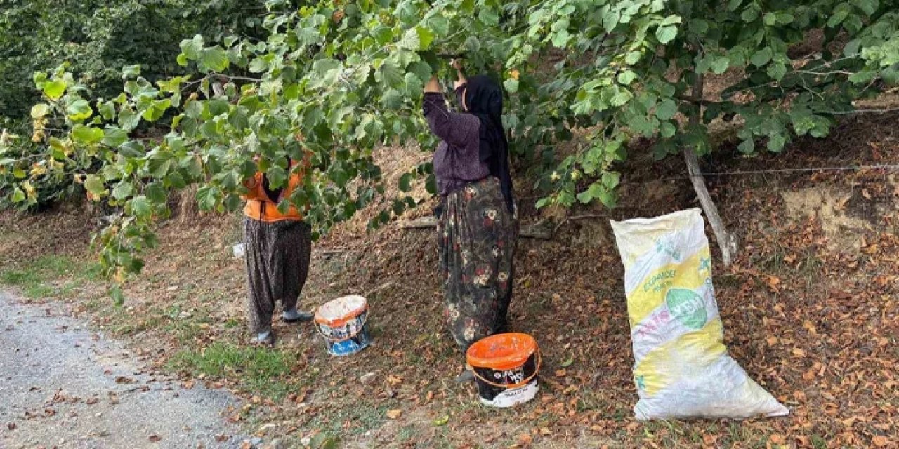 Fındık hasadı yanlış mı yapılıyor? Az maliyetli ve kaliteyi artıran yöntem açıklandı