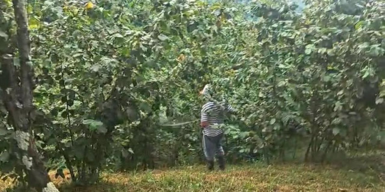 Trabzon’da “Drakula” alarmı! 4 bin dekar Fındık bahçesi söküldü