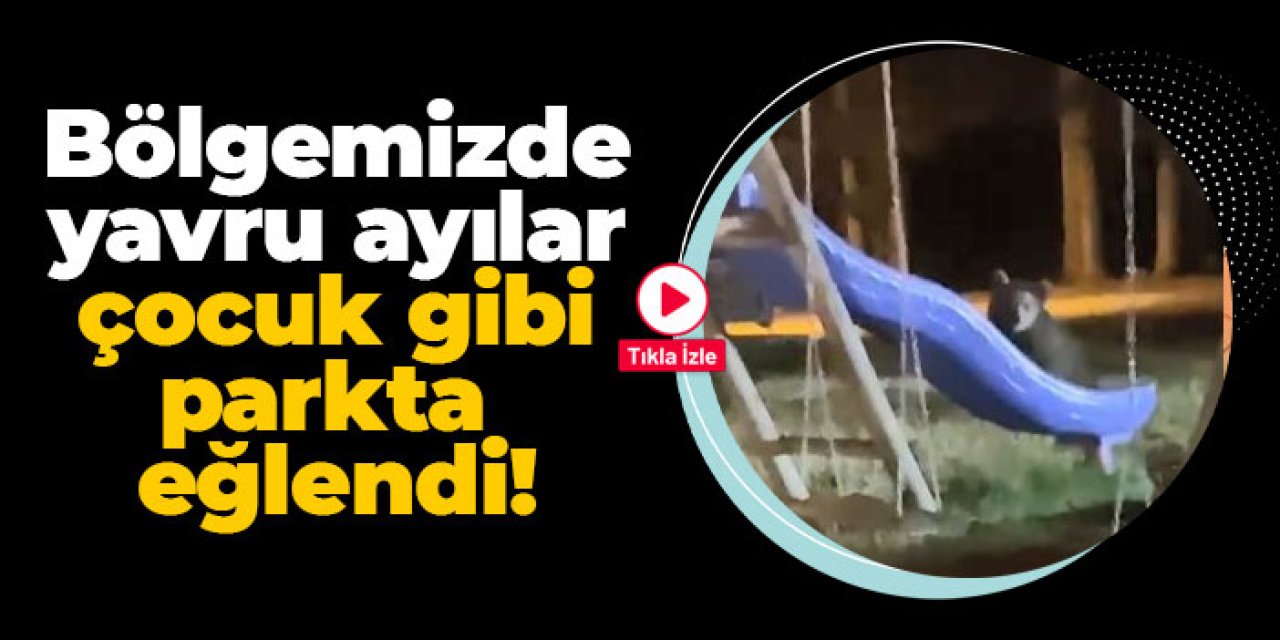 Artvin'de yavru ayılar çocuk gibi parkta eğlendi