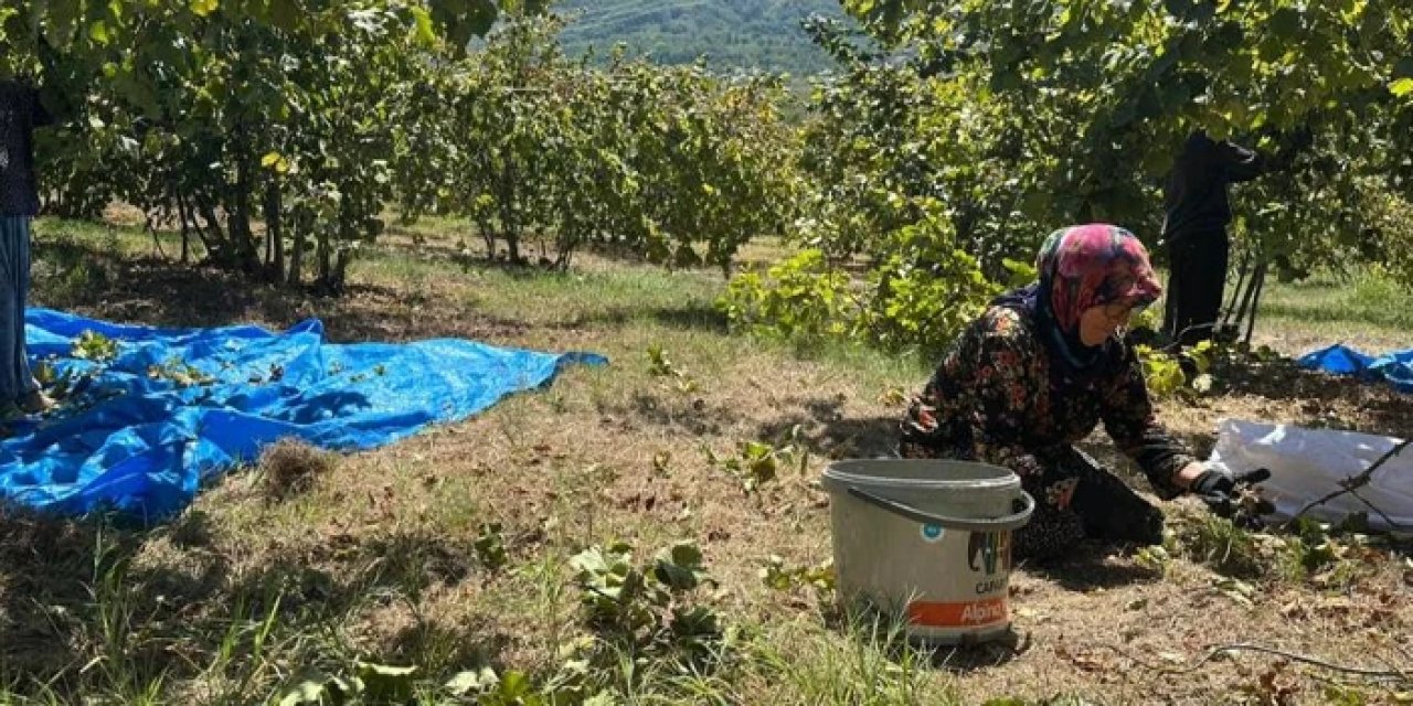 Fındık bahçesine girmek 7 bin lira! Fiyat fırladı, üreticiler isyan etti
