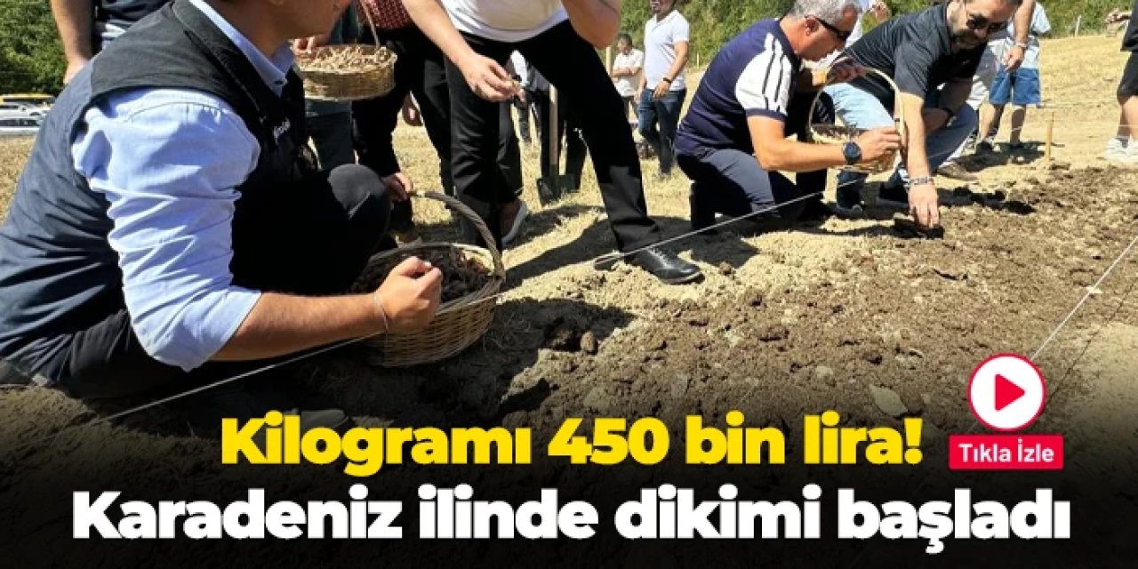Kilogramı 450 bin lira! Karadeniz ilinde dikimi başladı
