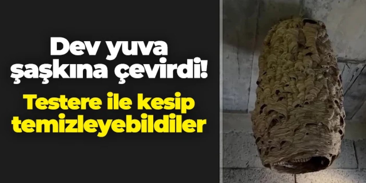 Rize'de dev yuva şaşkına çevirdi! Testere ile kesip temizleyebildiler