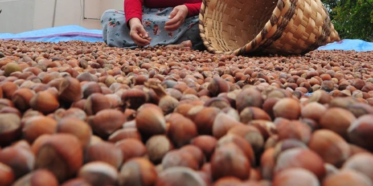 Trabzon'da fındık fiyatlarında son durum! Kaç lira, arttı mı? 20 Haziran 2025 Cuma