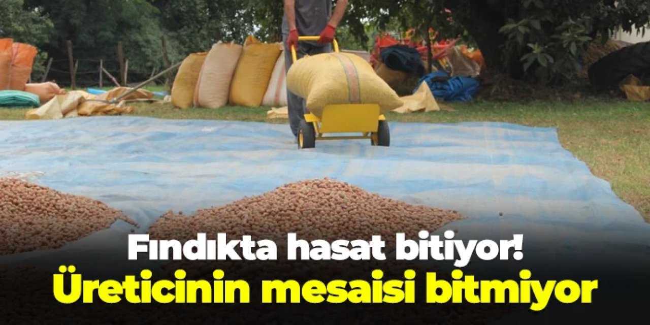 Fındıkta hasat bitiyor! Üreticinin mesaisi bitmiyor