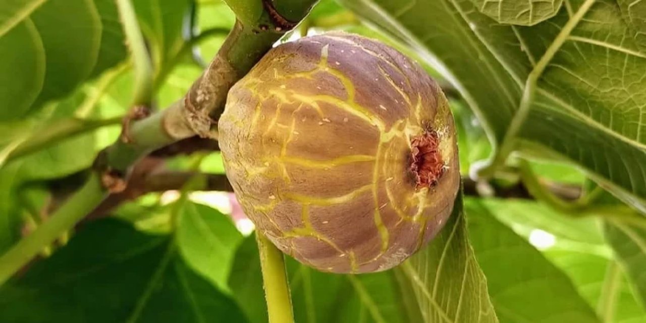 Patlıcan inciri nedir? Ne zaman olgunlaşır ve ismi nereden gelir?