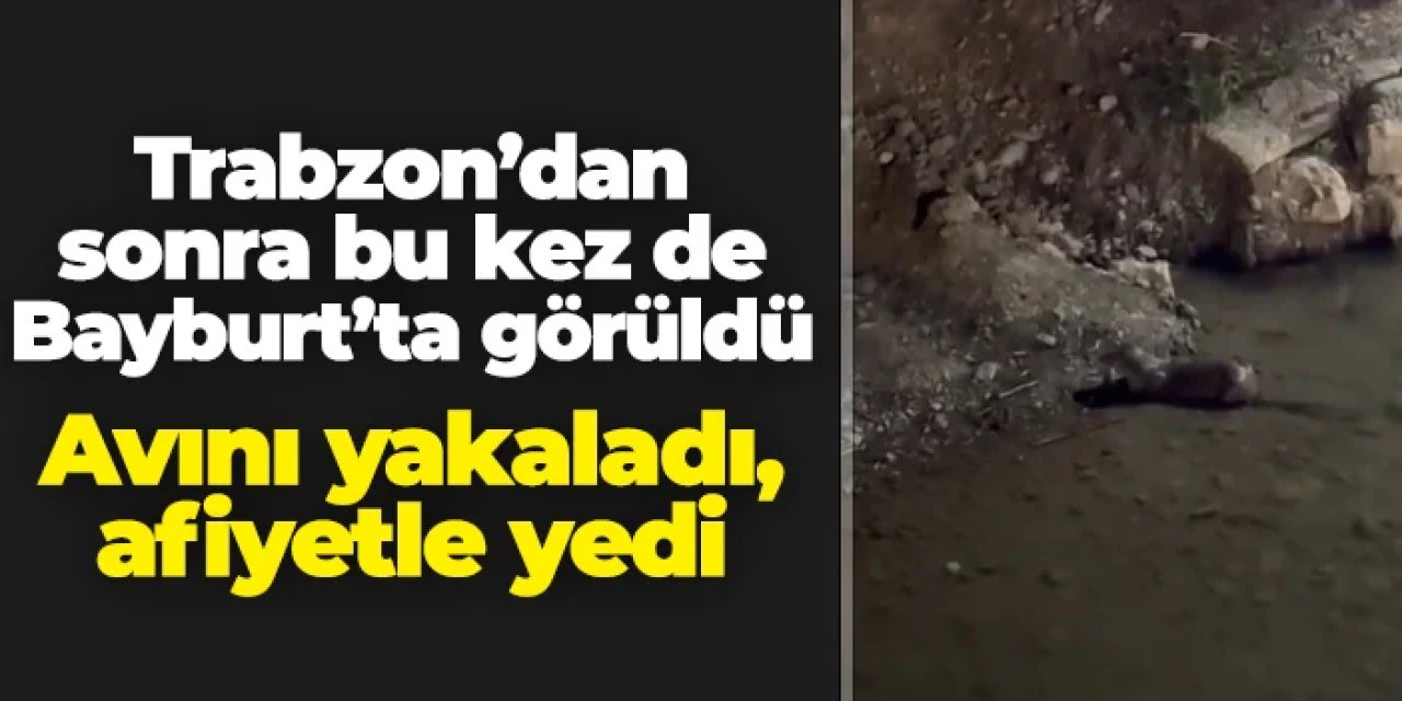 Trabzon'dan sonra bu kez Bayburt'ta görüldü: Avını yaptı, afiyetle yedi