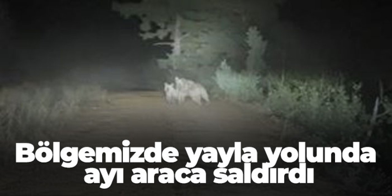 Artvin'de yaya yolunda ayı araca saldırdı! İşte o anlar