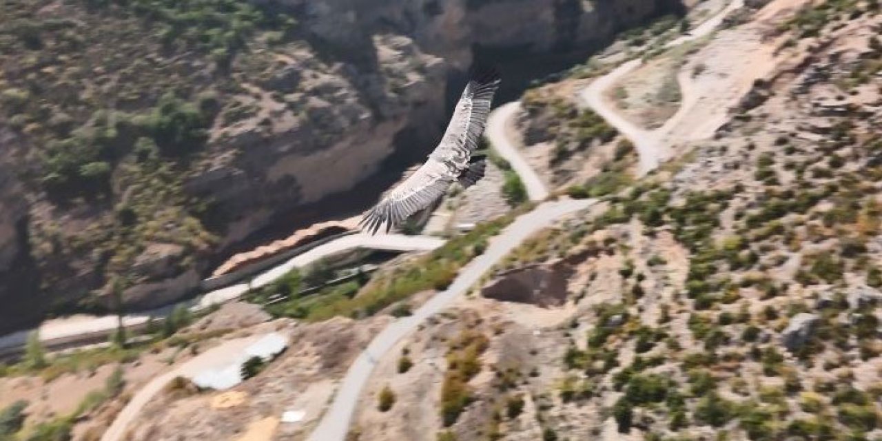 Artvin'de dron kamerasına akbaba takıldı