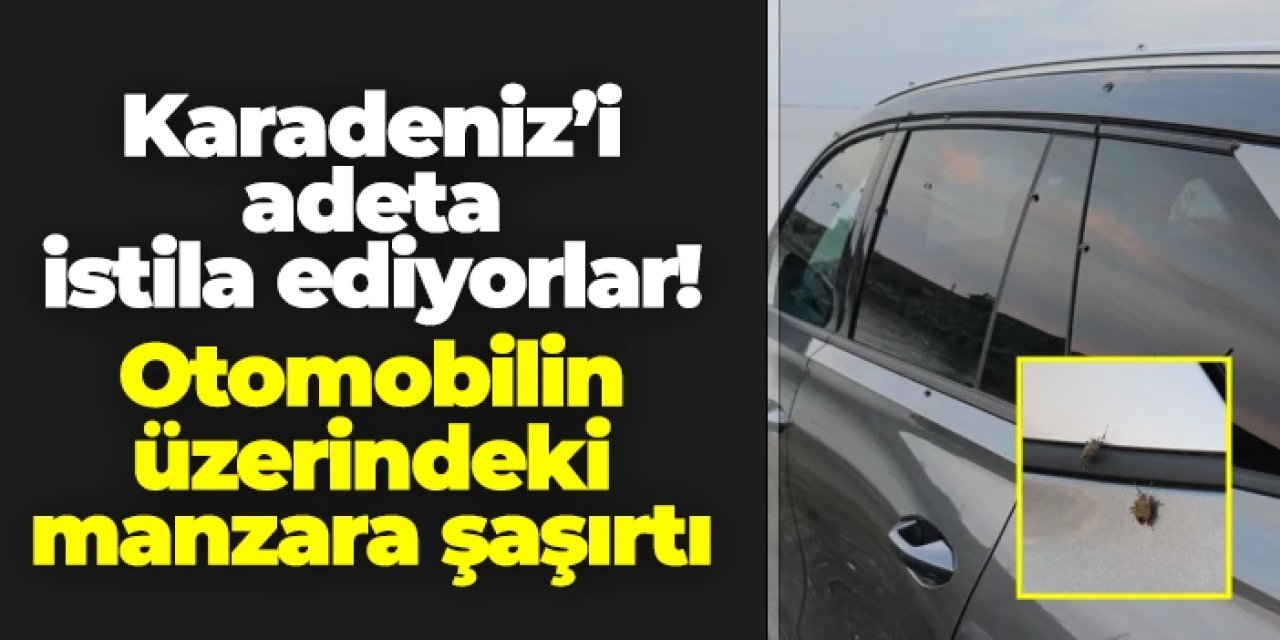 Trabzon'da kahverengi kokarca tehdidi artıyor: Araçların üzerindeki manzara şaşkına çevirdi