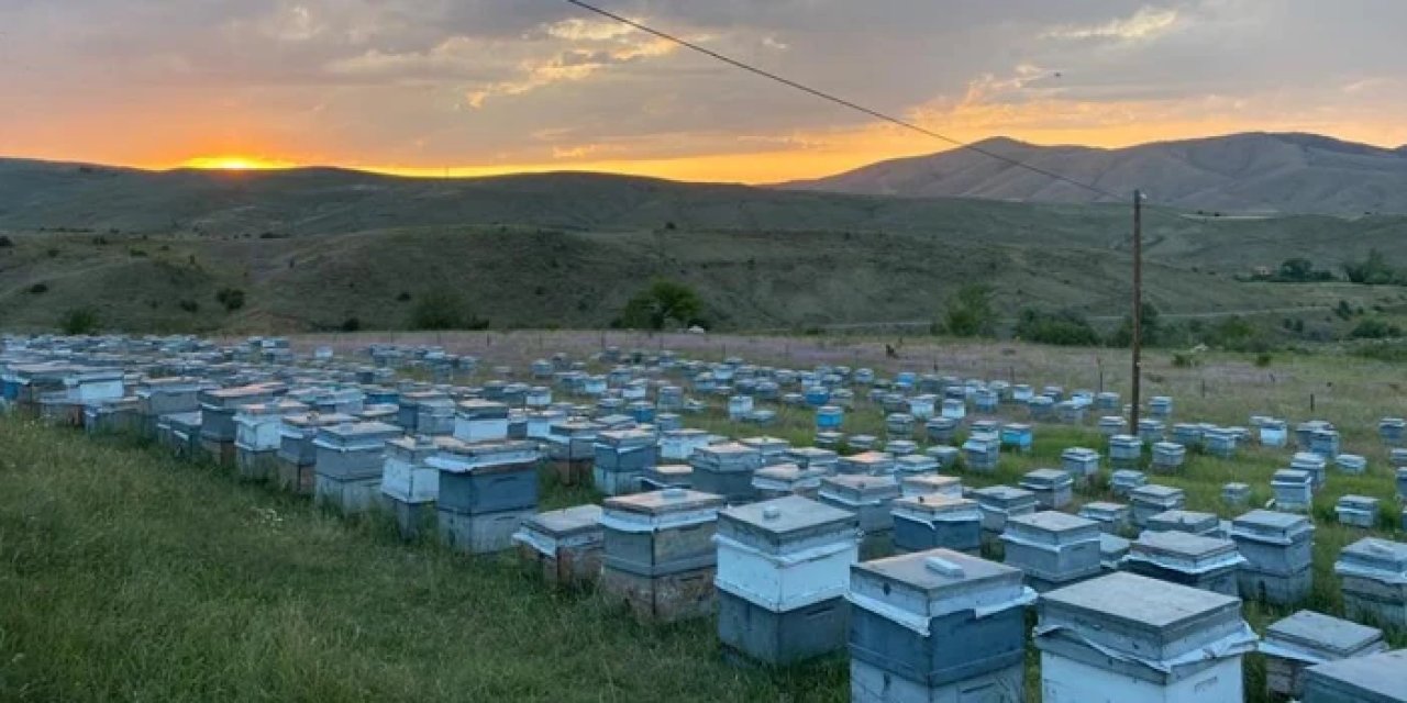 Trabzon'da tedirgin eden tabloyu açıkladı: Arıcıların başı dertte