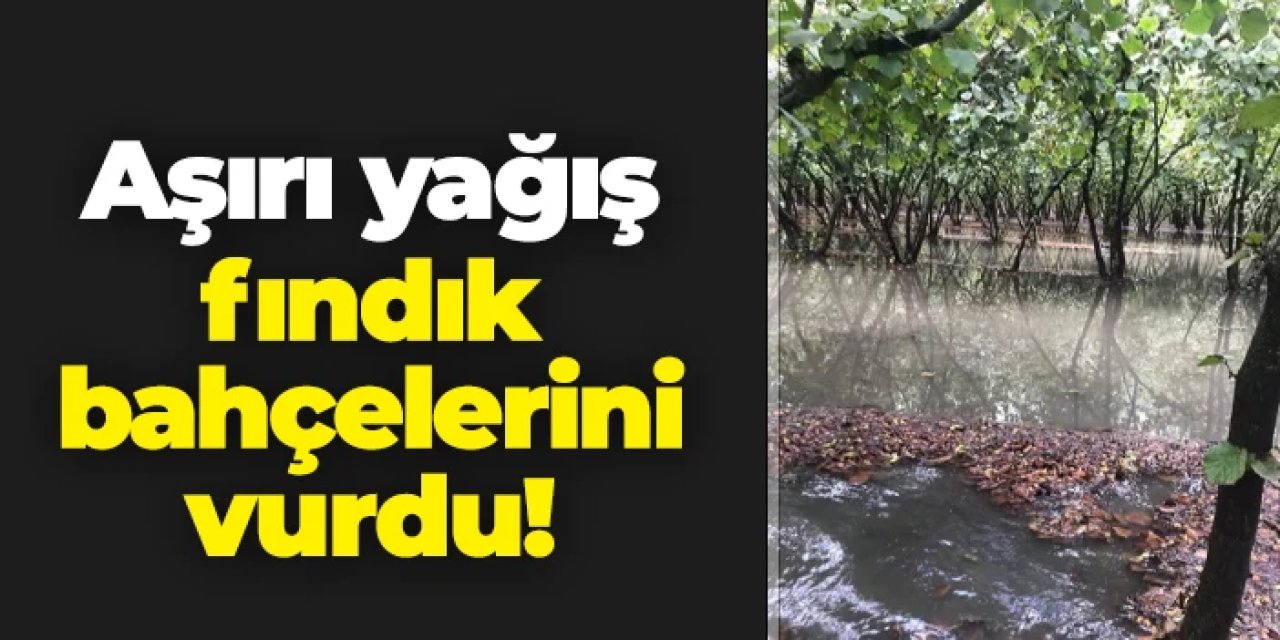 Aşırı yağış fındık bahçelerini vurdu!