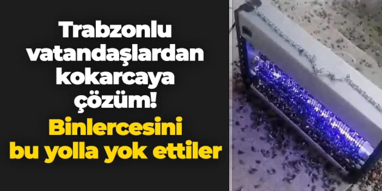Trabzonlu vatandaşlardan kahverengi kokarcaya çözüm! Binlercesini bu yolla yok ettiler