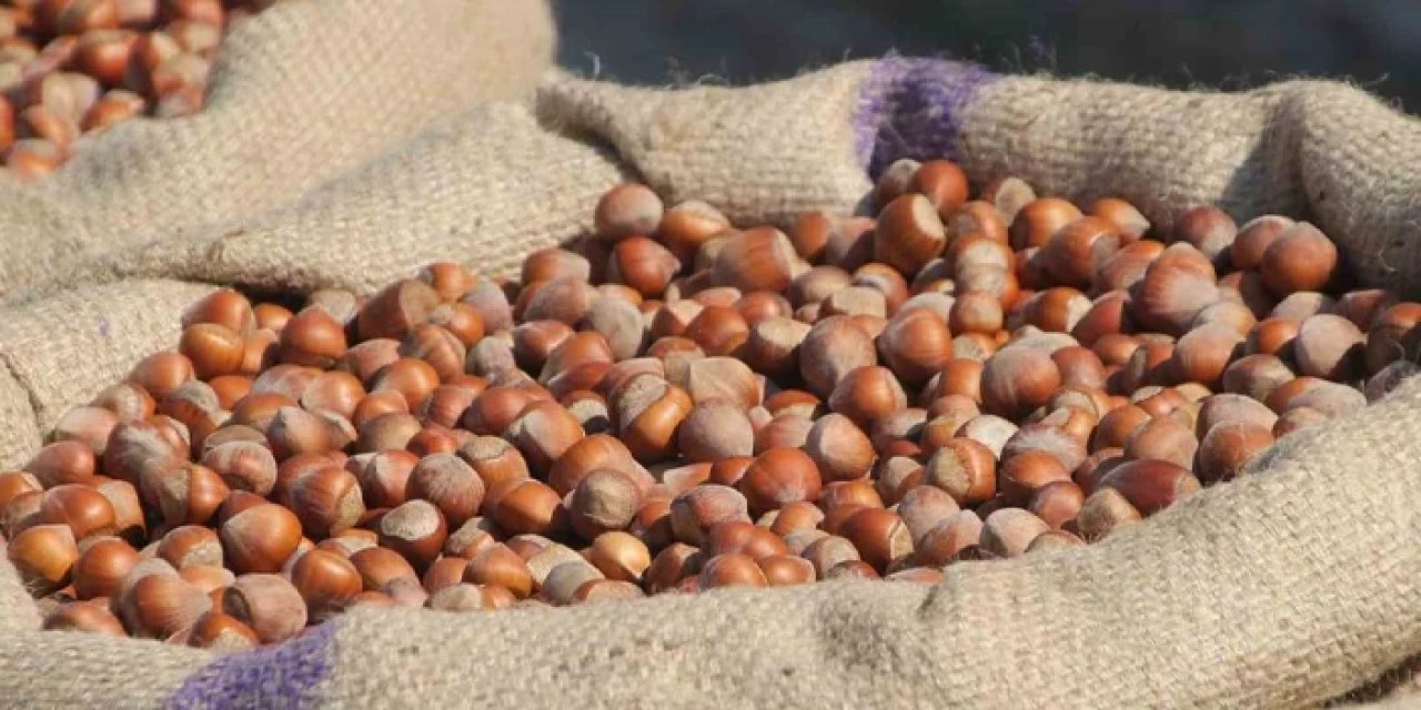 Fındığını erken satan üreticiler pişman! Fiyat artışı devam ediyor