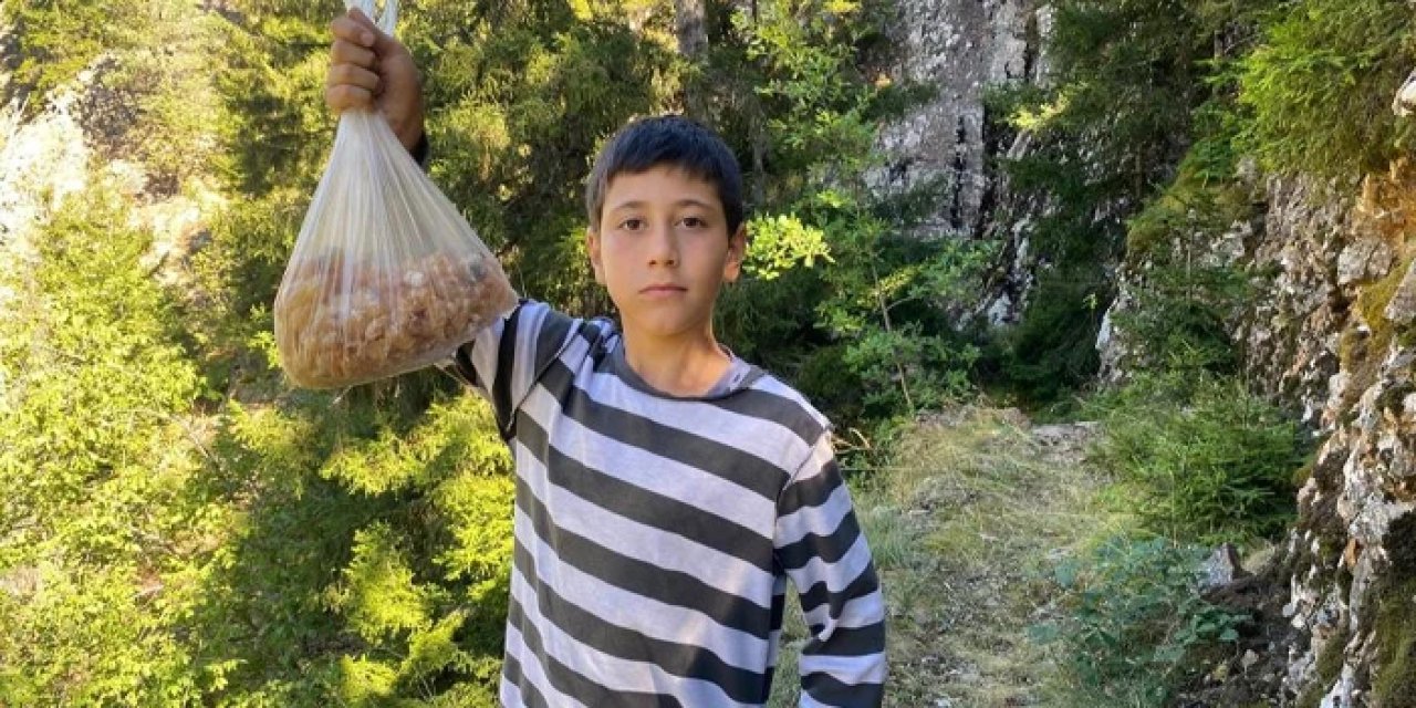 Karadeniz'de sadece hafta sonları topluyor! Kilosunu 5 bin liraya satıyor