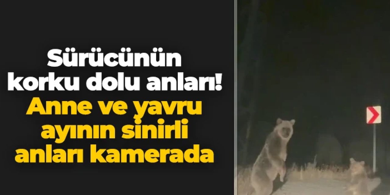 Bayburt'ta sürücünün korku dolu anları! Anne ve yavru ayının sinirli anları kamerada