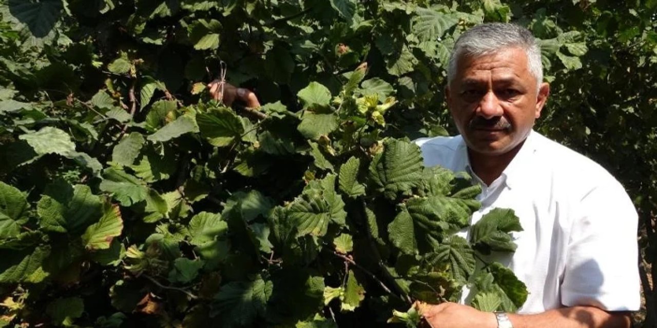 Samsun'da fındık fiyatlarında son durum! Beklenti 400 lira