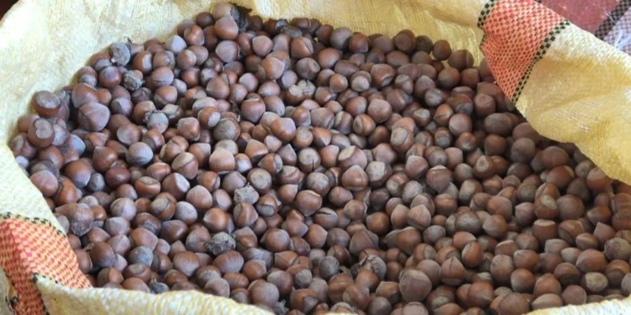 Ordu'da fındık kaç lira? İşte fiyatlarda son durum